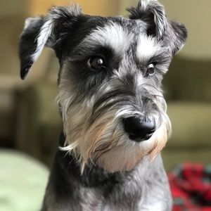 Meet your Posher, Renee